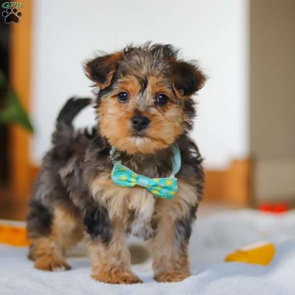 Dallas, Yorkie Poo Puppy